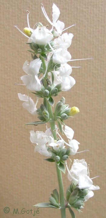 Sitcom Struikelen eer Witte salie planten (Salvia apiana) in Nederland, dat wil ik ook !!!