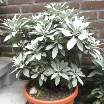 Dekking consumptie Eervol Witte salie planten (Salvia apiana) in Nederland, dat wil ik ook !!!